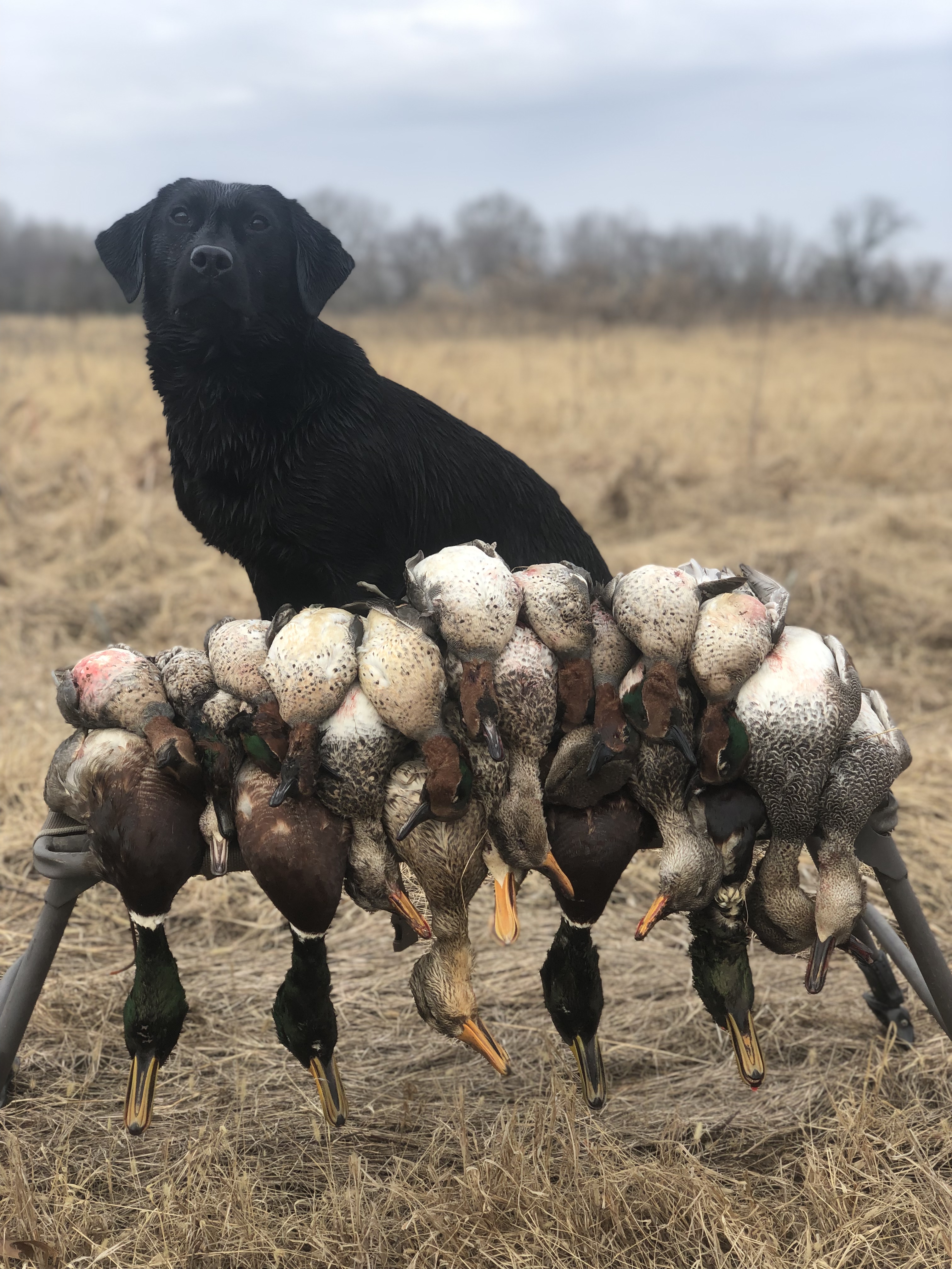 Duck Dogs