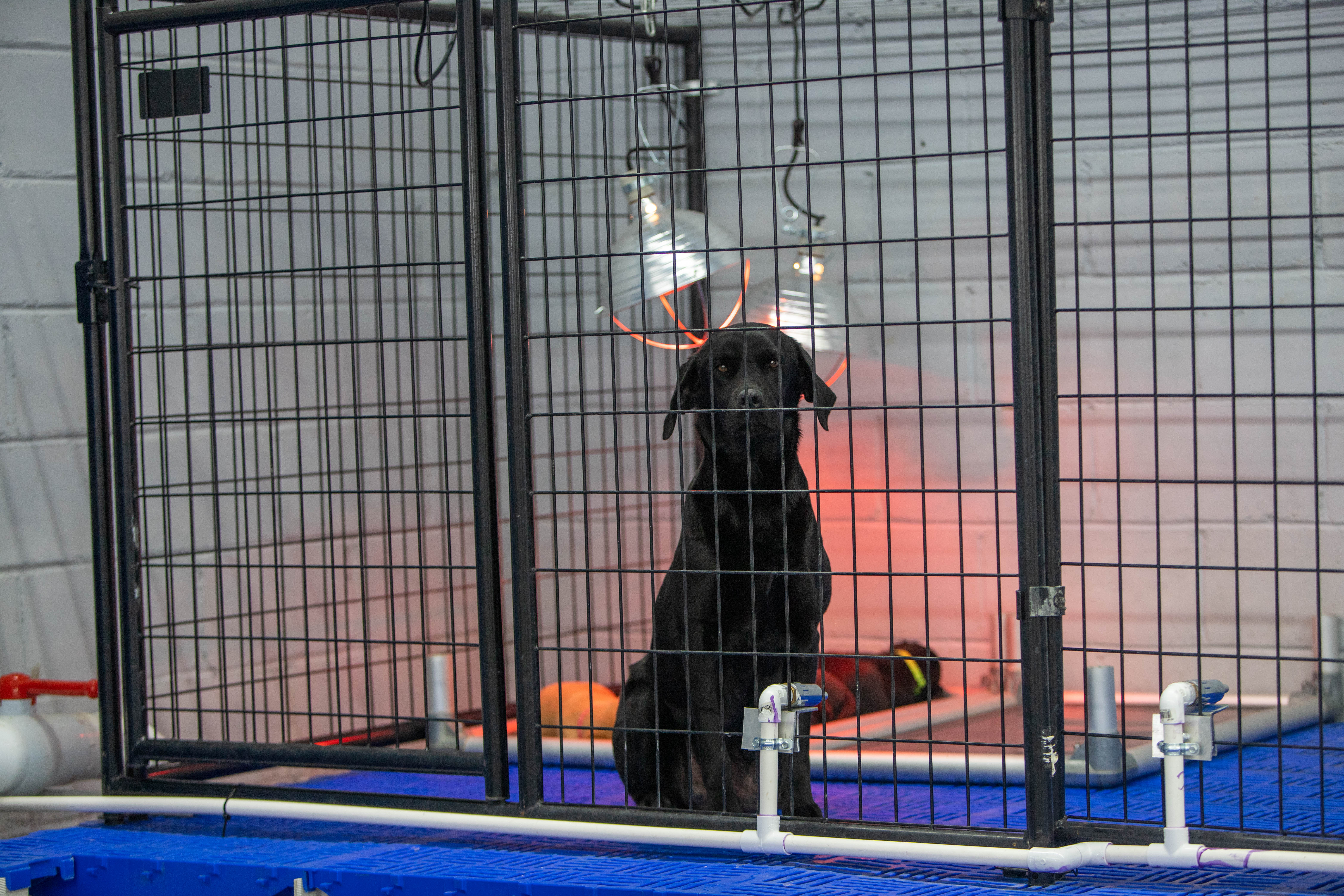 Black Labrador resting in a heated, climate-controlled kennel run