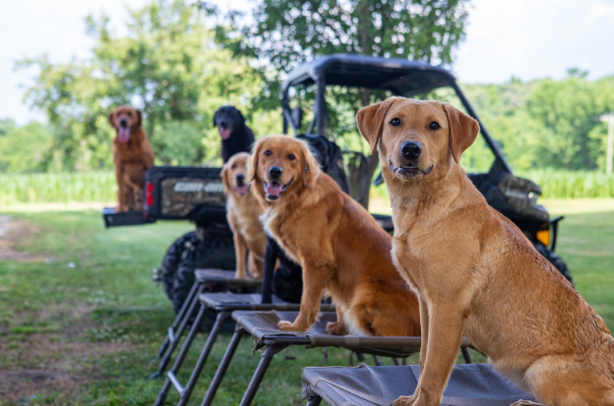 Labrador retrievers sitting on elevated cots