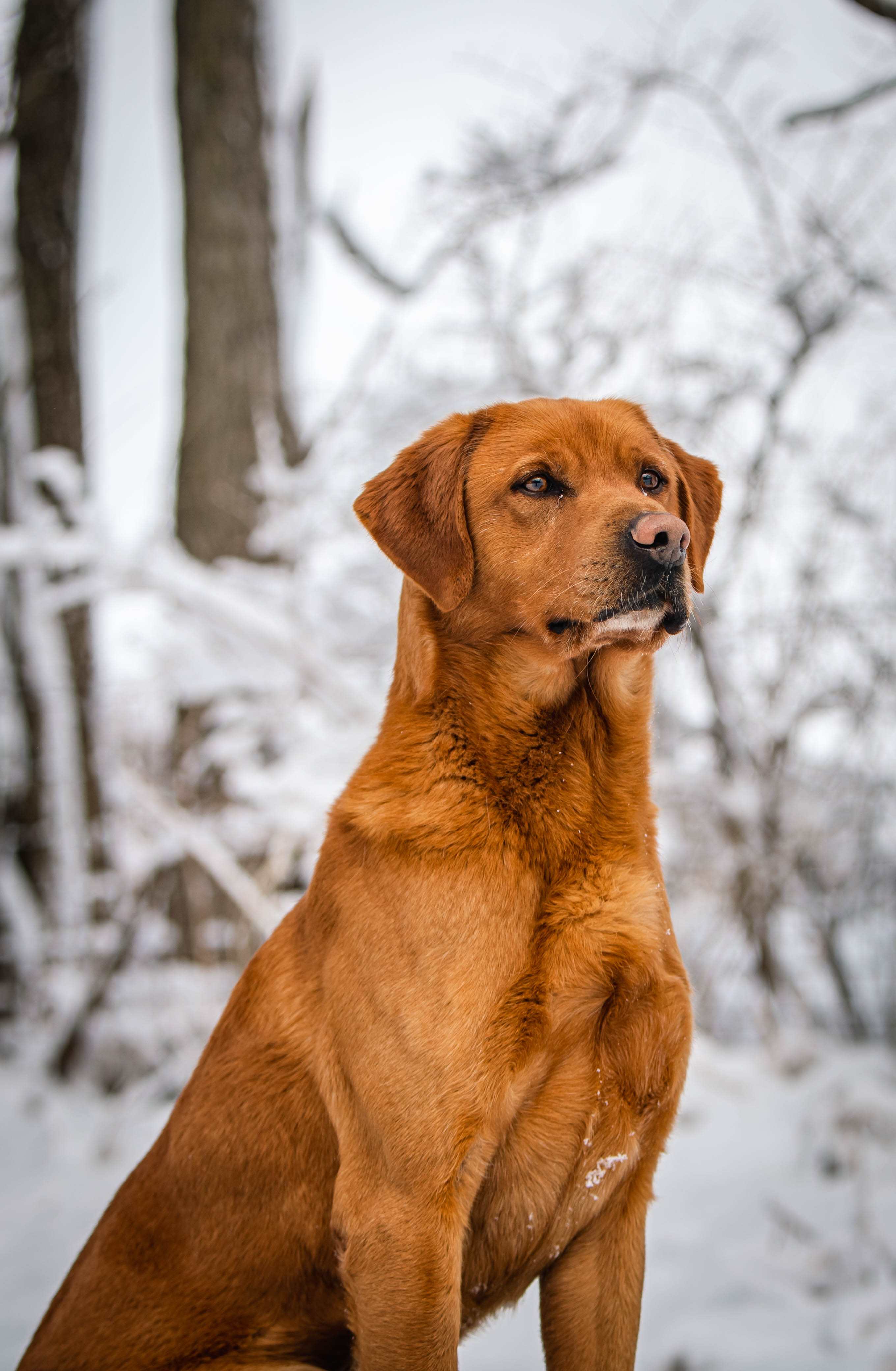 Fox red Labrador sitting steady in the snow