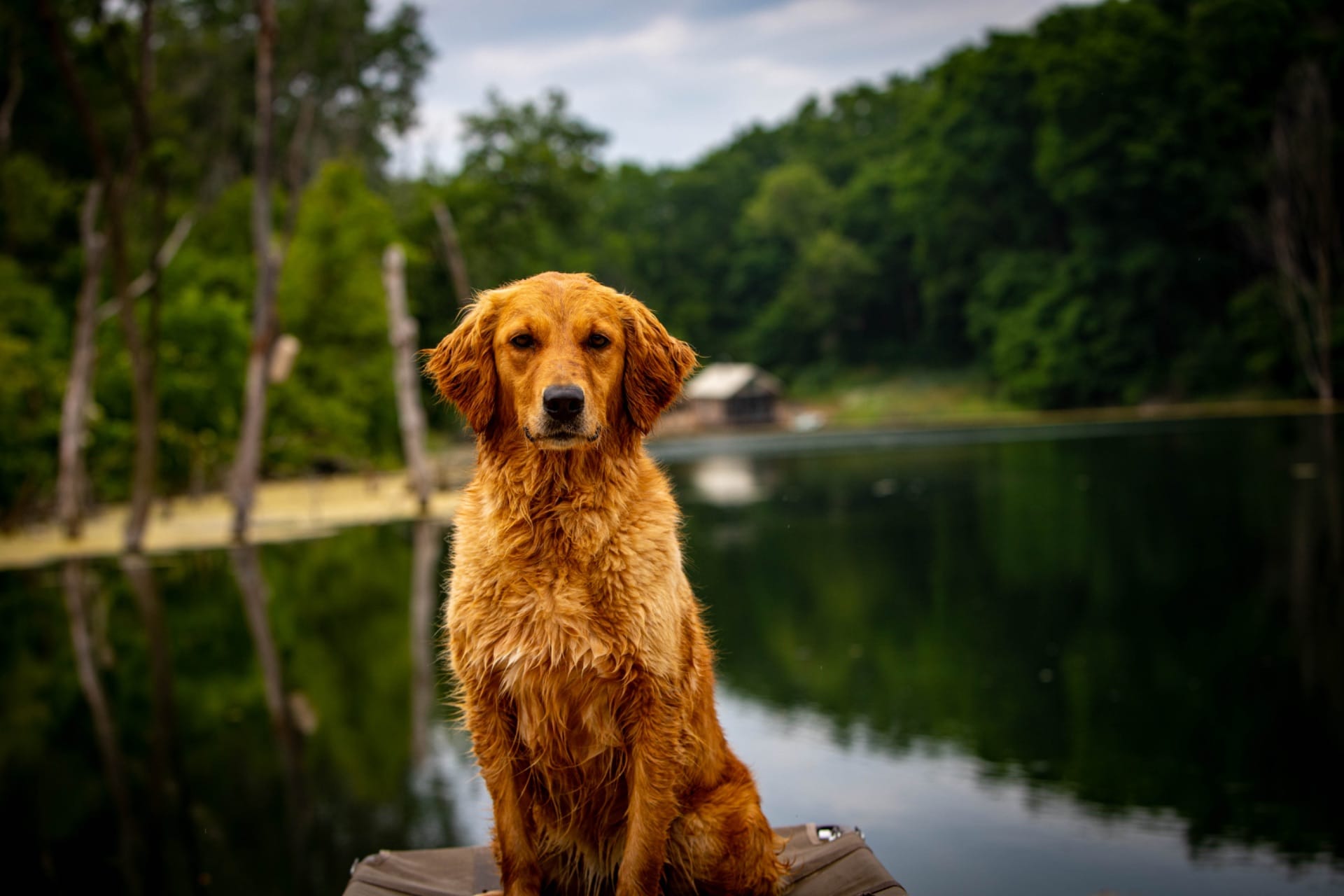 Massbach golden retriever sitting at the edge of a lake