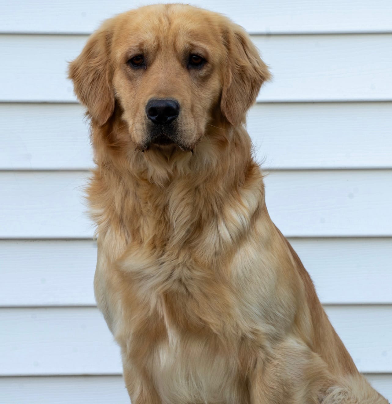 Nessi, one of the Massbach golden retriever dams