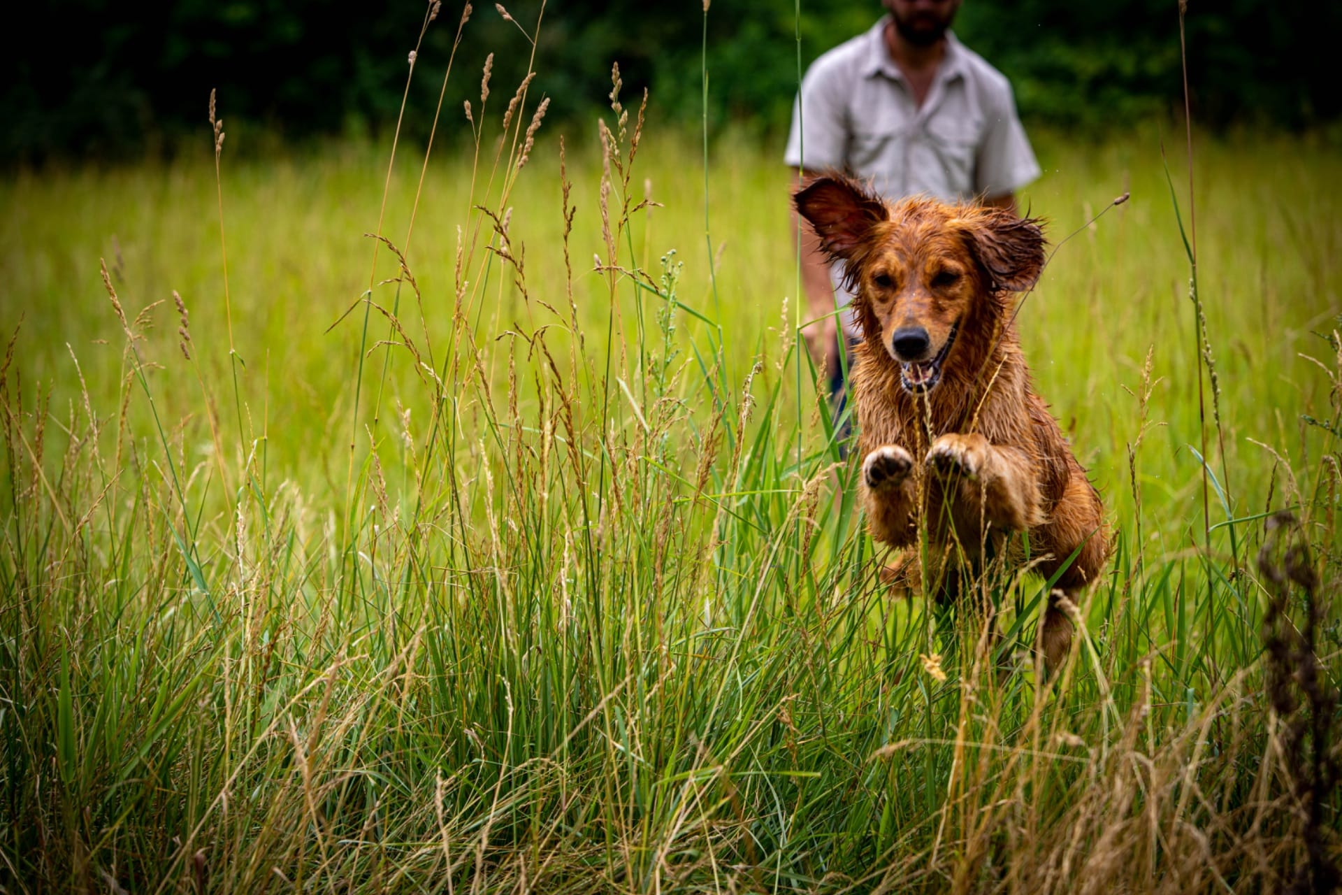 Massbach golden retriever running through tall grass ahead of its trainer