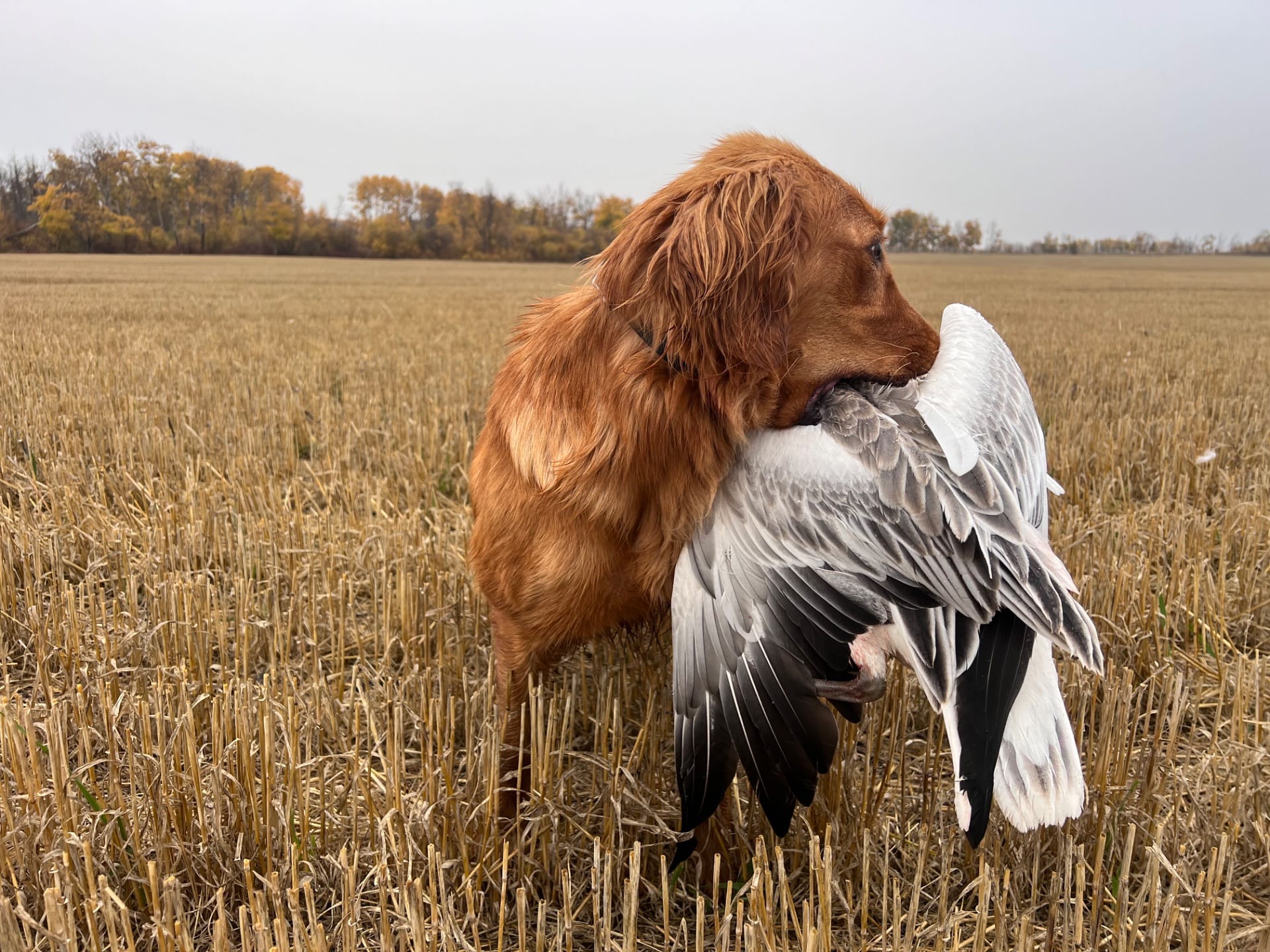 Red golden retriever carrying a snow goose across a field at Massbach Kennels