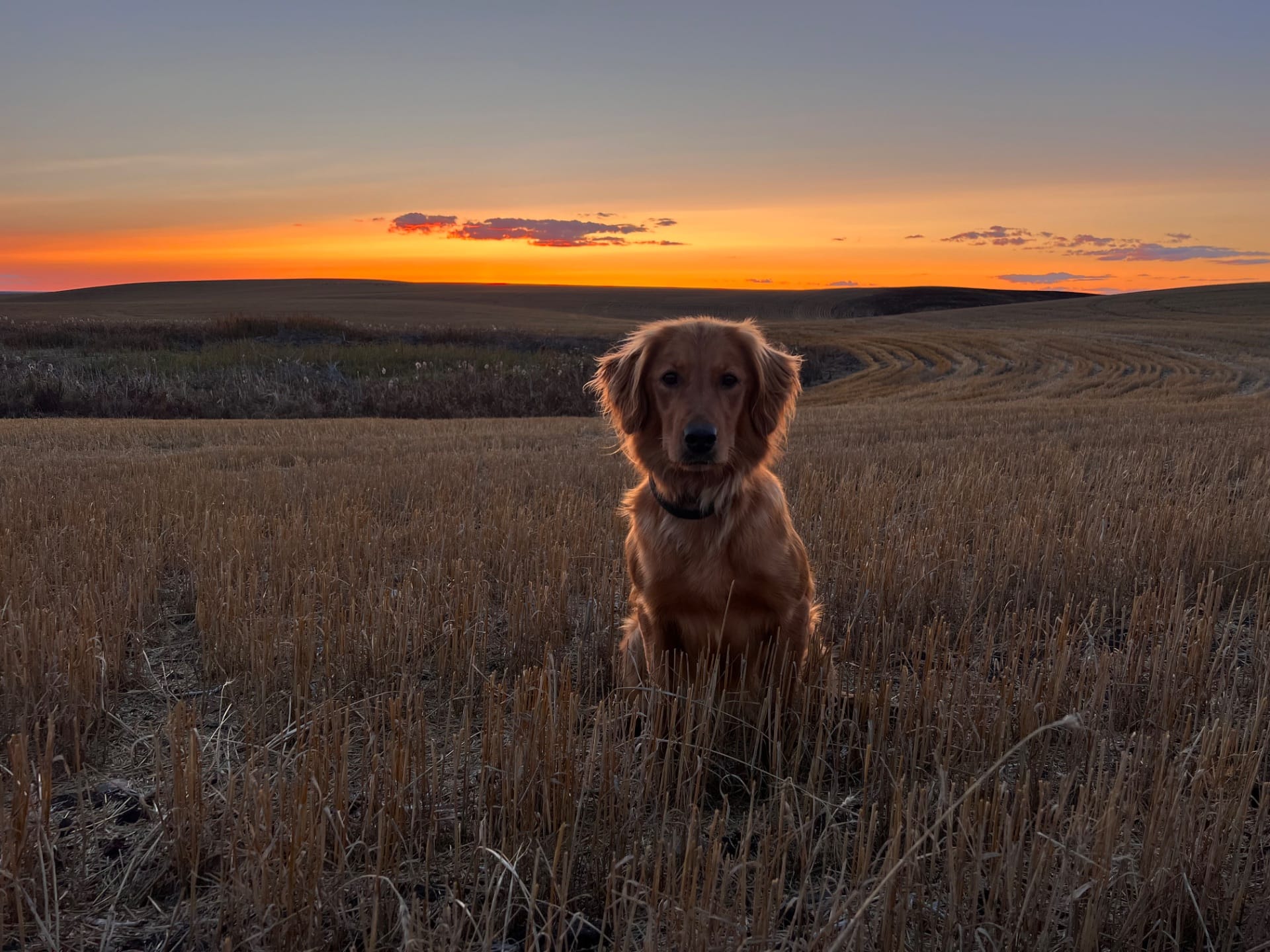 Massbach golden retriever sitting in a harvested field at sunset