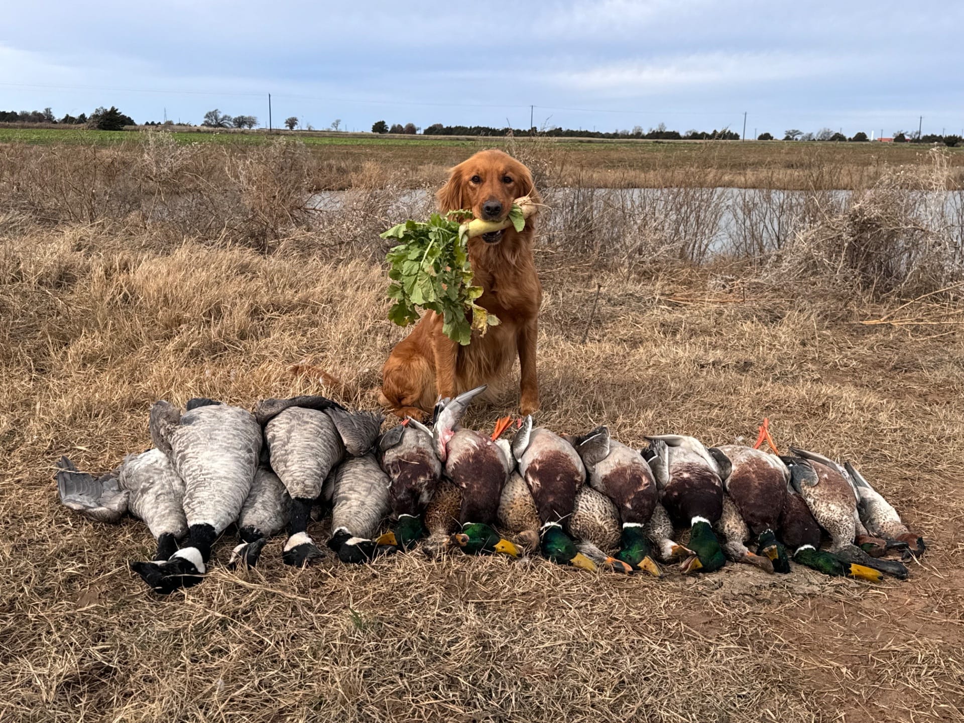 Massbach field bred golden retriever with a waterfowl harvest Mt. Carroll, Illinois