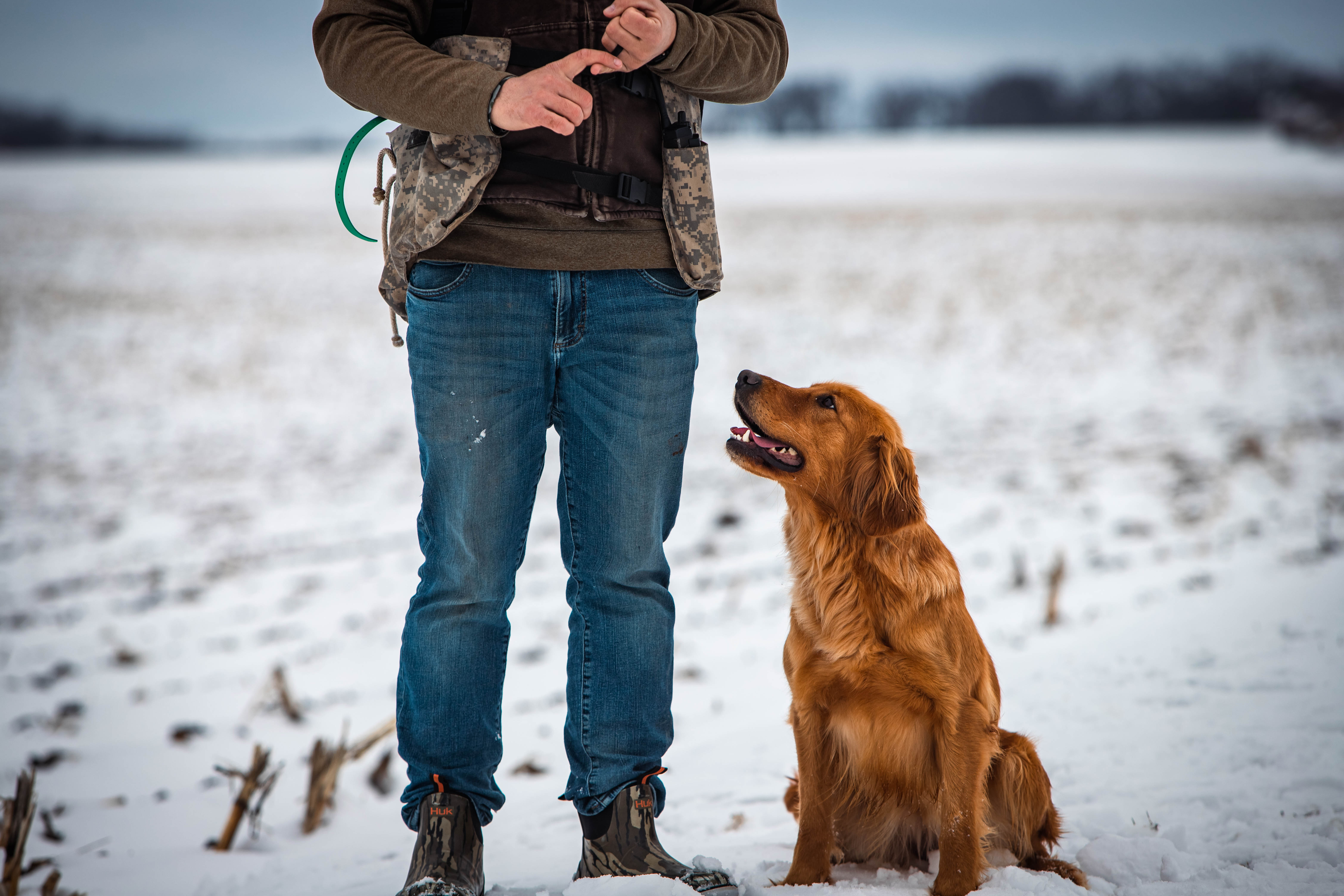 Golden retriever sitting at heel, looking up at its handler in the snow