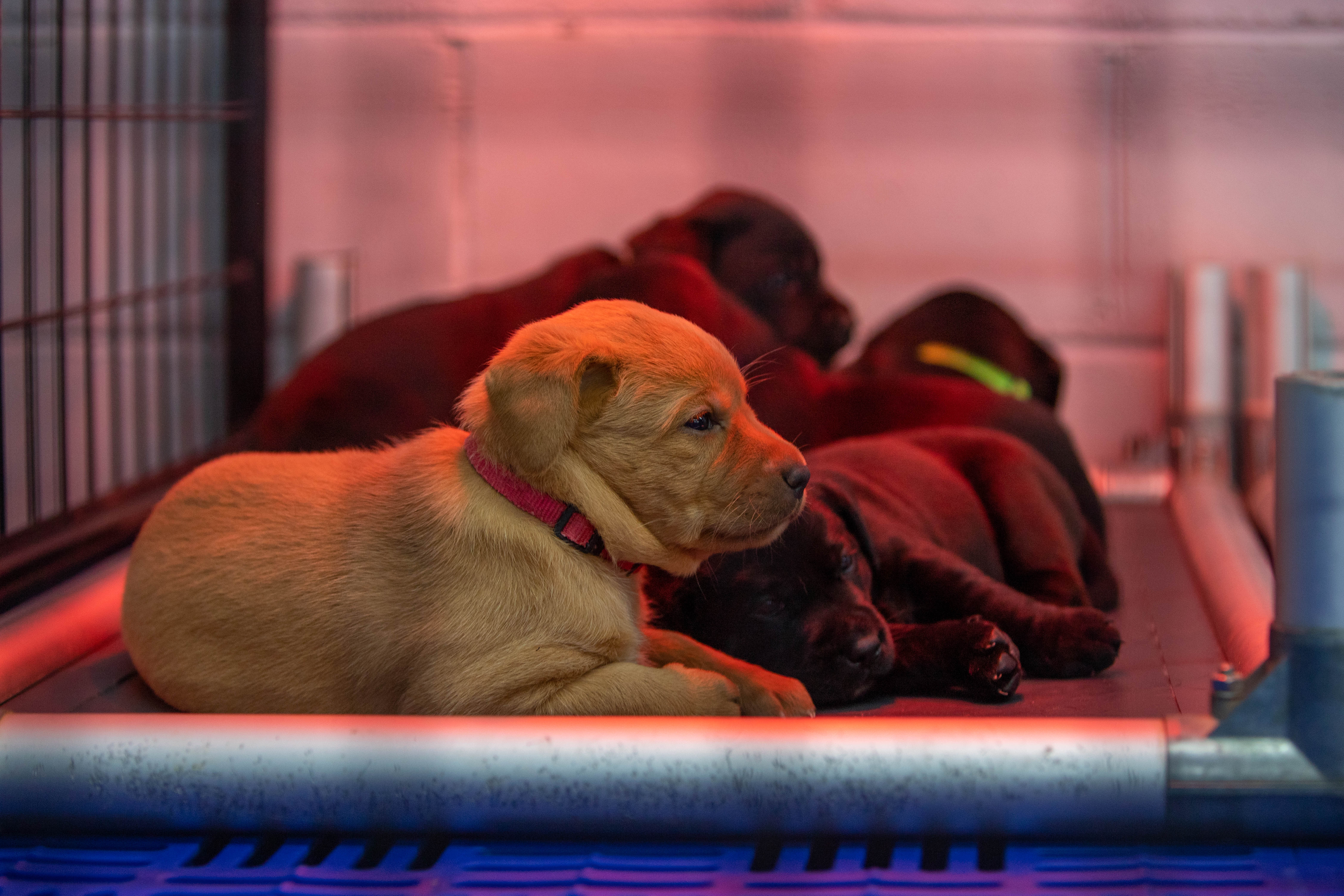 Retriever puppies resting under a heat lamp