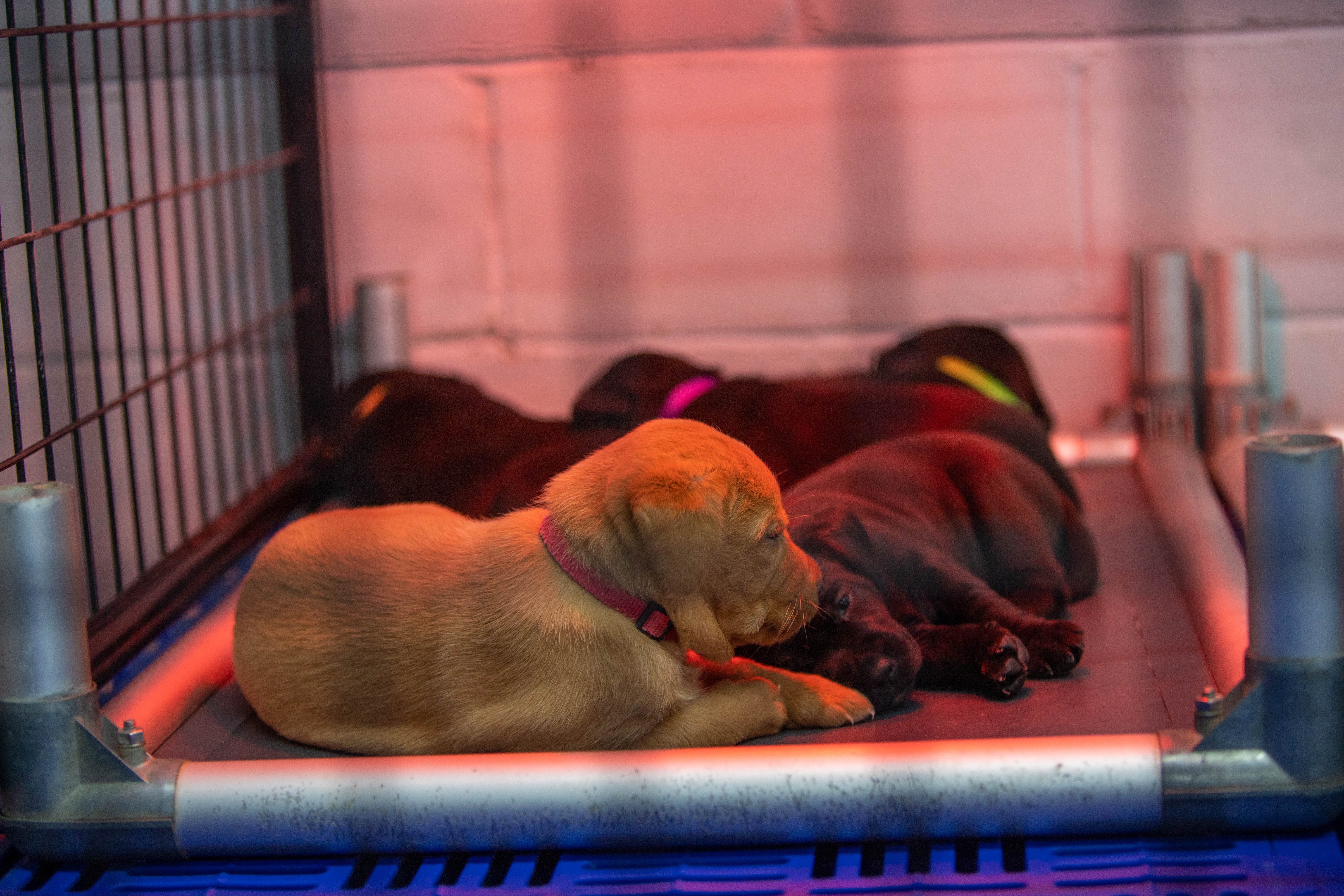 Puppies