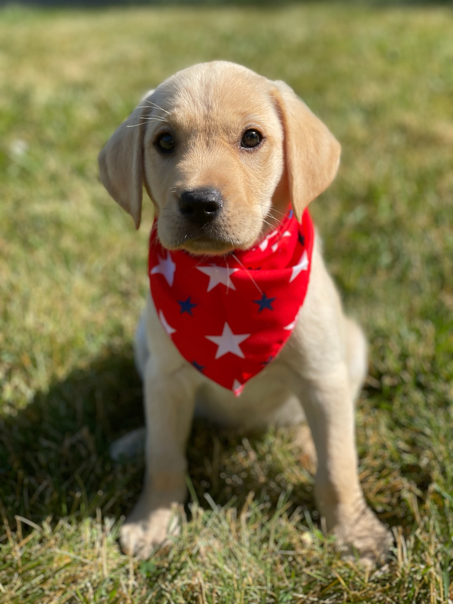 Yellow Labrador puppy wearing a red bandana in the grass