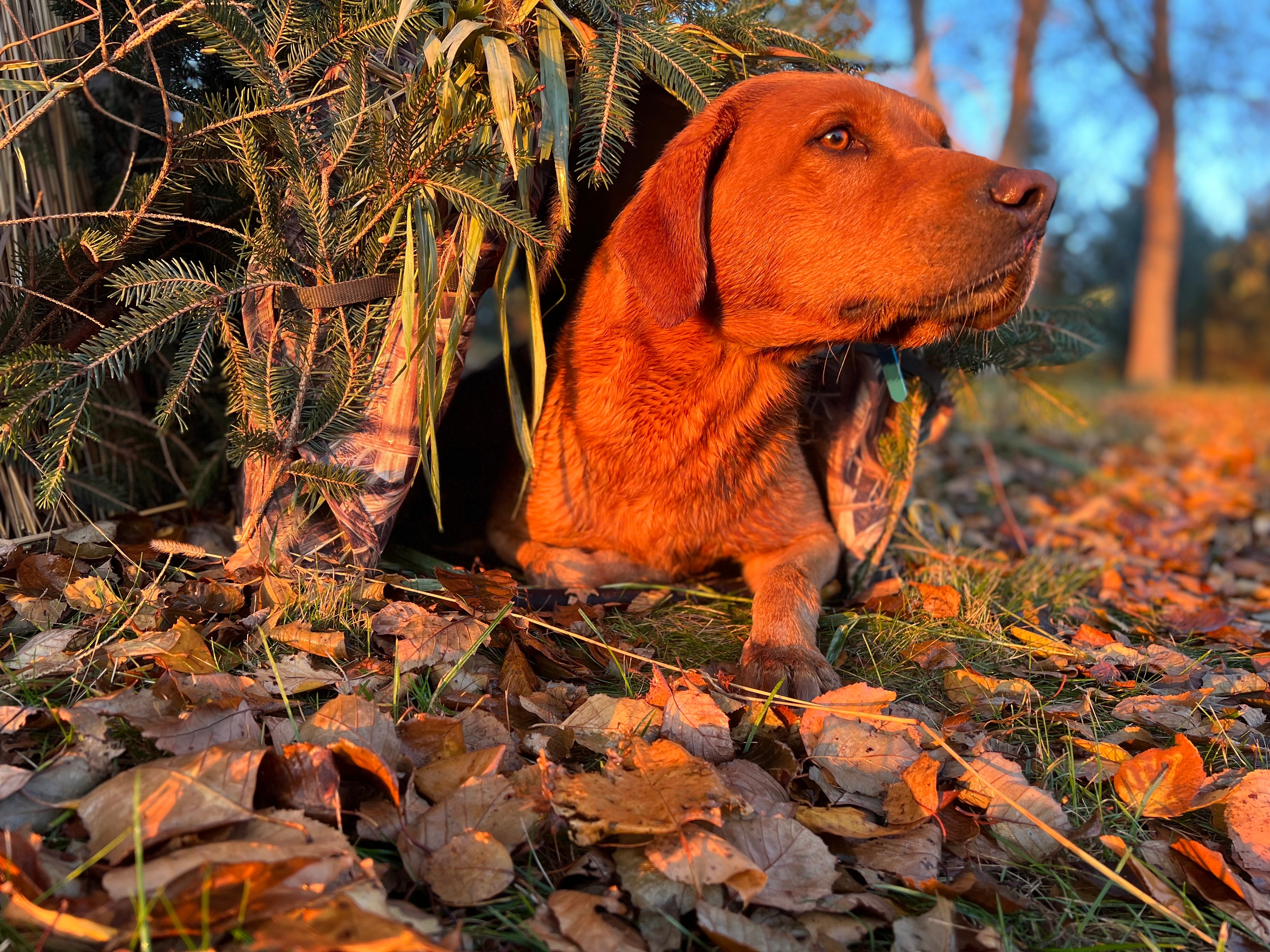 Shed hunting dog
