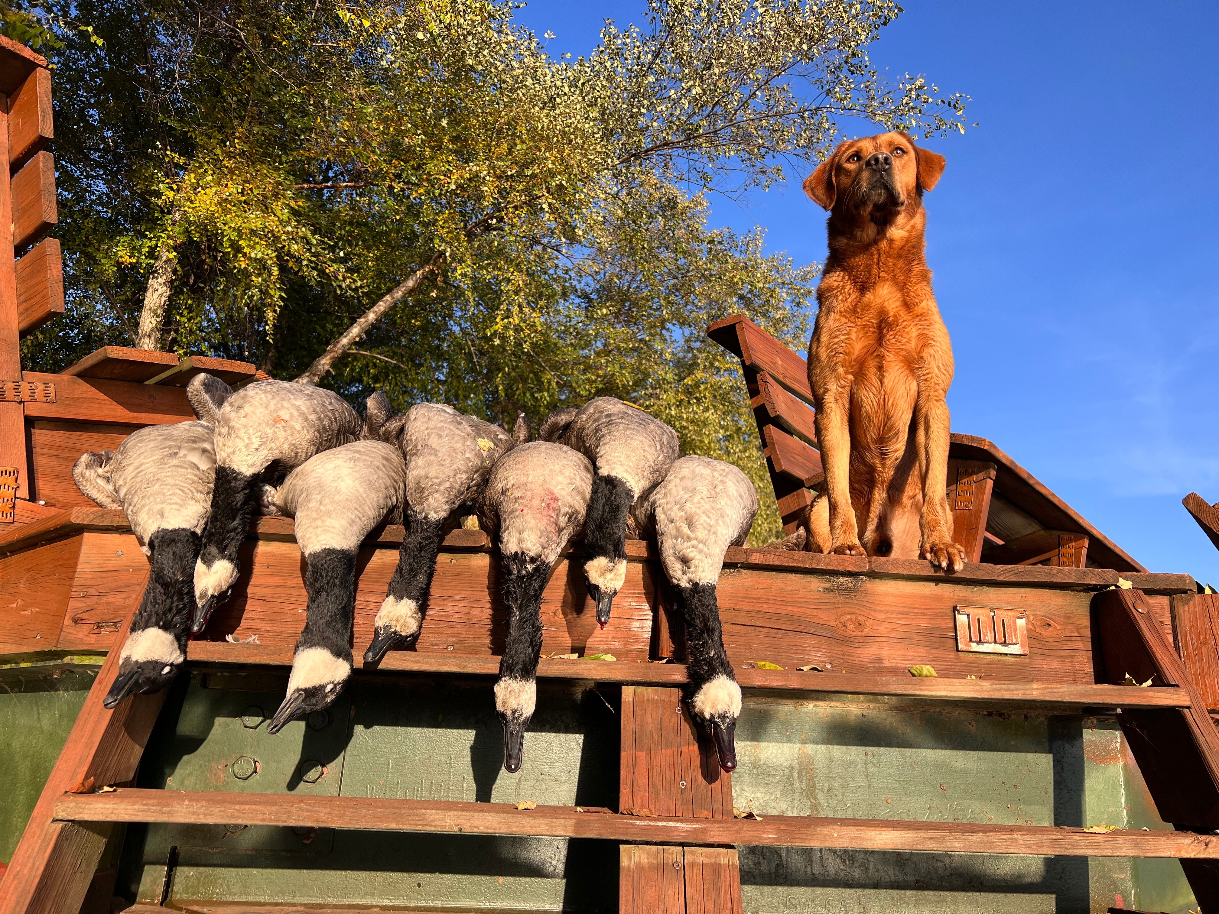 Fox red Labrador on a platform with a goose harvest