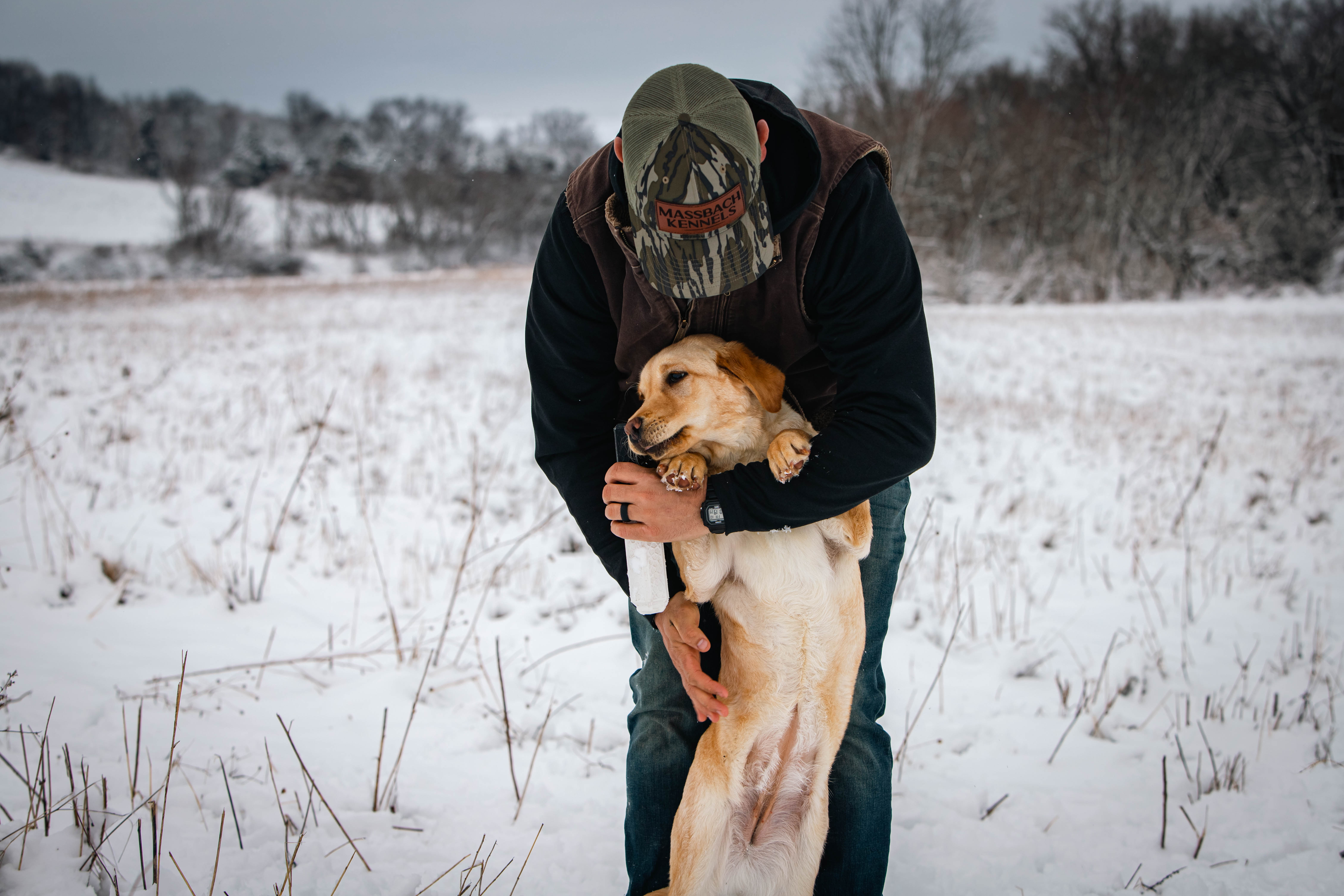 Family companion dog