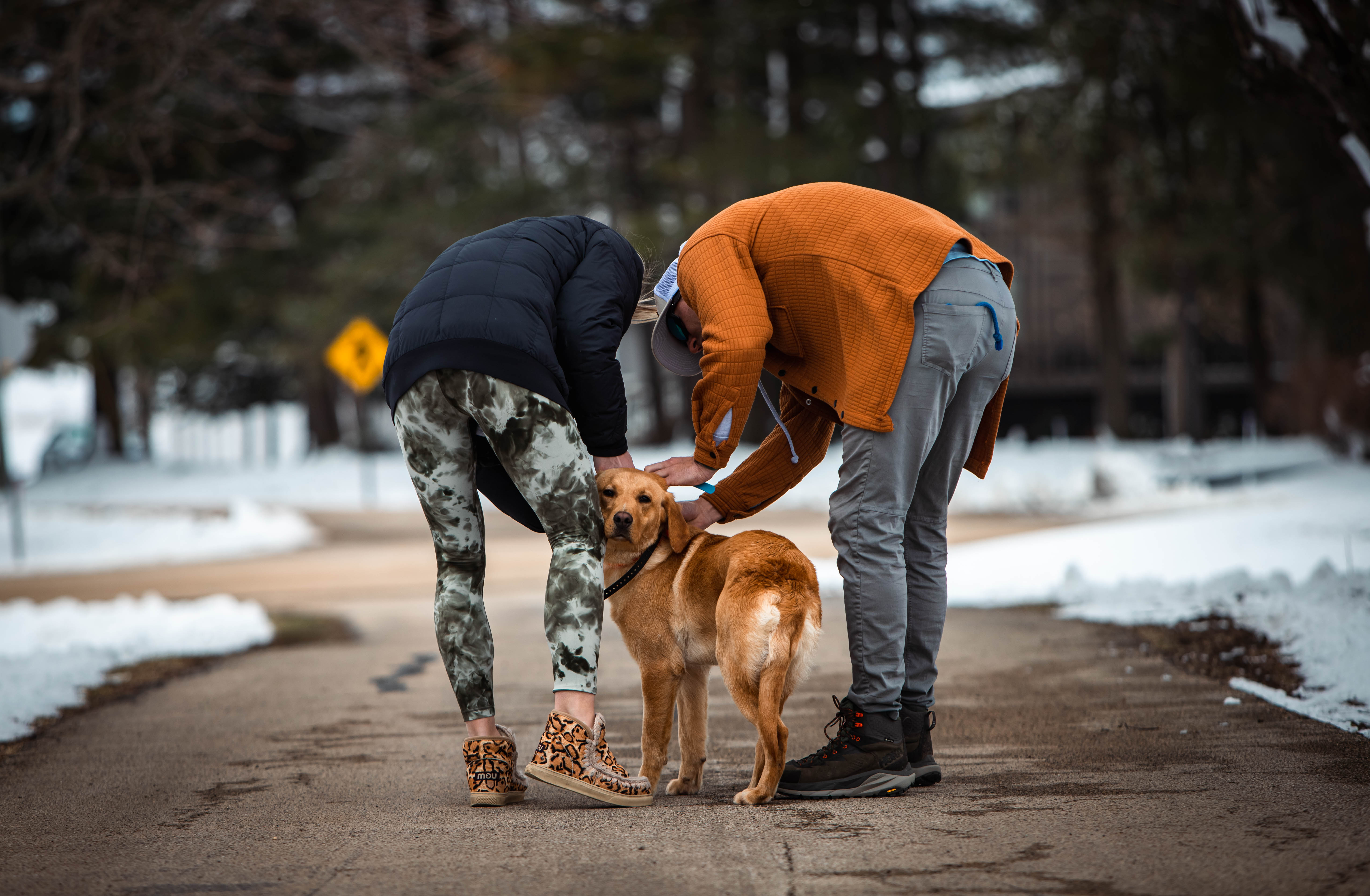 Massbach trainer showing an owner how to work with her golden retriever