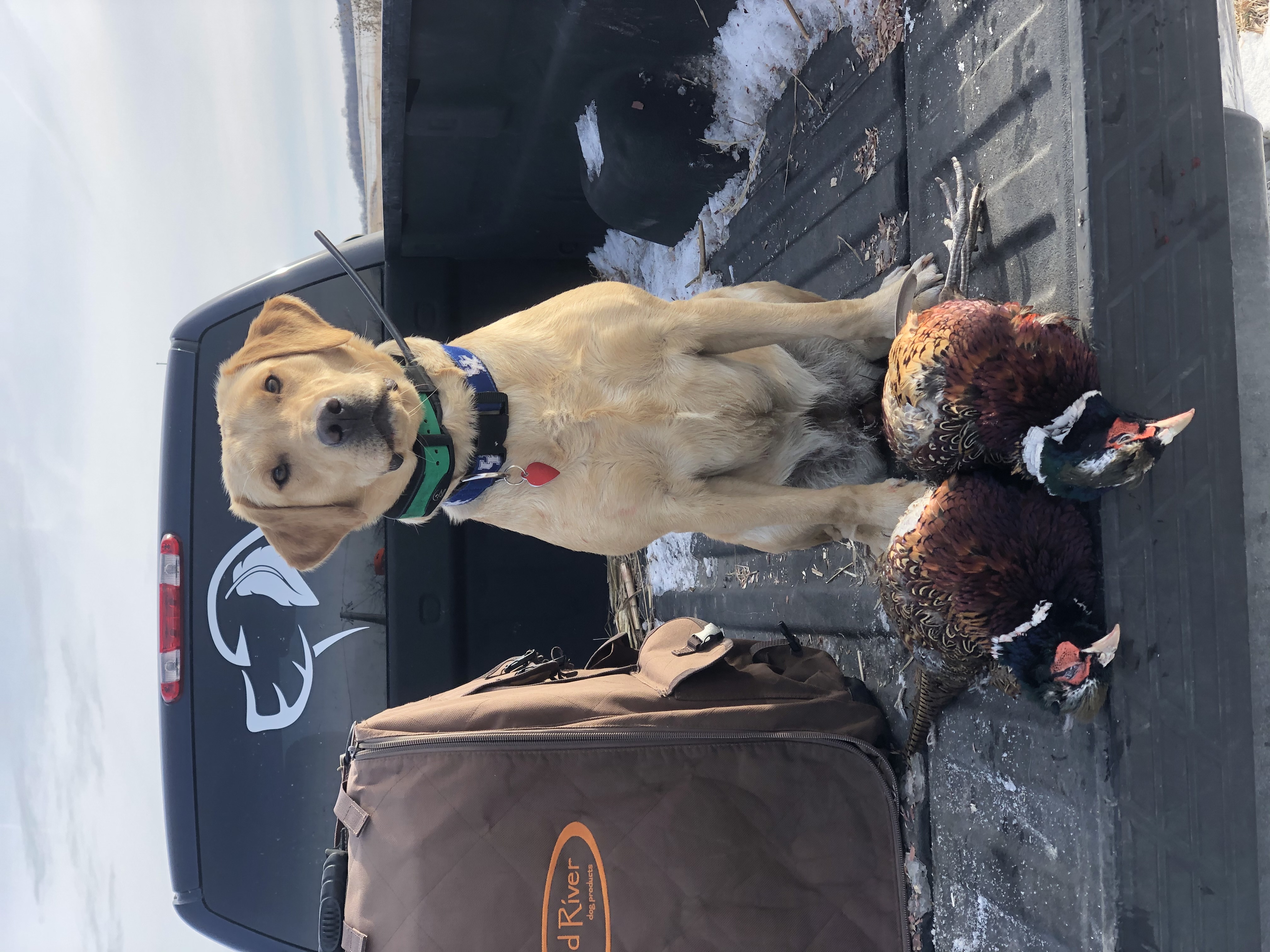 Upland Dogs