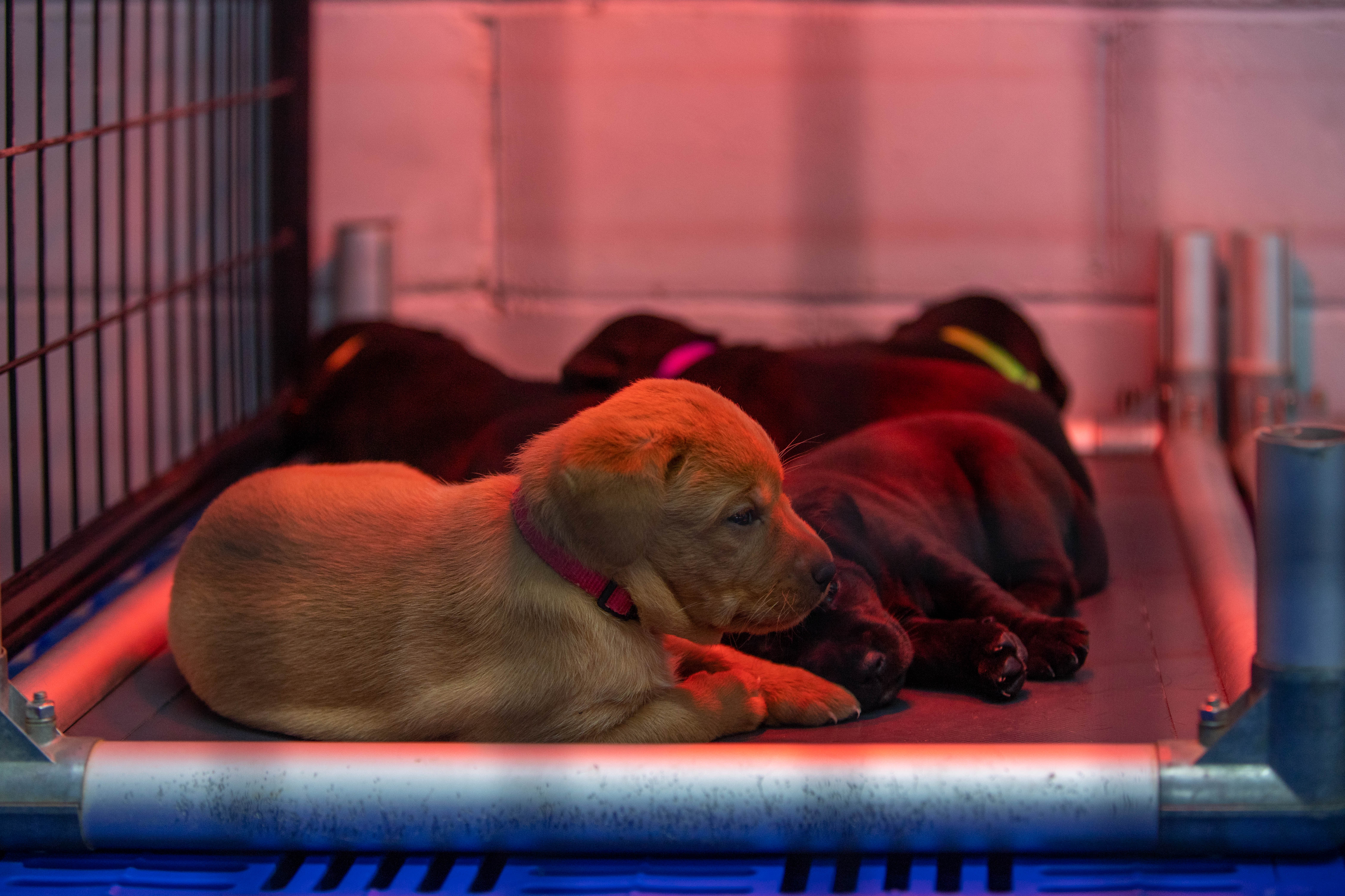 Yellow Labrador retriever